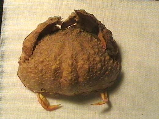 calappa hepatica from Madagascar 01.JPG